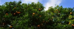 柑橘为何会缺铁，缺锰症状是什么，缺锌怎么补救