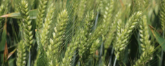 济麦44的产量是多少，关于济麦44的特性