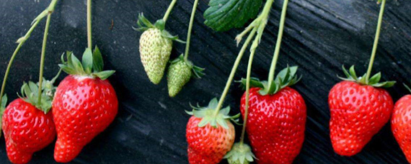 紫叶李有哪些品种的