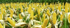 小麦、玉米、棉花、水稻、马铃薯等适合在甘肃农村耕作吗