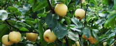 现在买一斤秋月梨要多少钱，高产种植技术有哪些