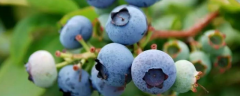 蓝莓、人参、橘子、猕猴桃可以在河南种植吗，这些植物有什么特点