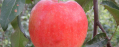 望香红苹果在北方地区的种植前景分析，附其高产种植技术