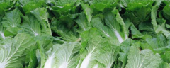 什么时候种植小白菜，收获期是几月，科学施肥方法有哪些