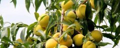 种植黄桃效益和前景分析
