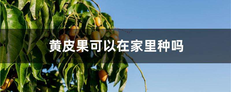 黄皮果可以在家里种吗 黄皮果可以在家里种吗