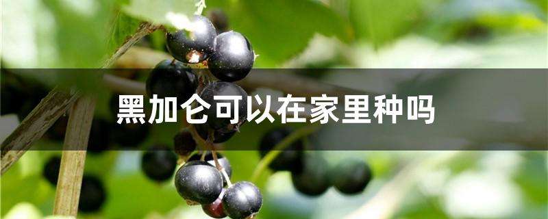 黑加仑可以在家里种吗 黑加仑可以在家里种吗