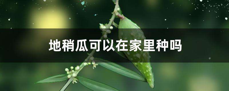 地稍瓜可以在家里种吗 地稍瓜可以在家里种吗