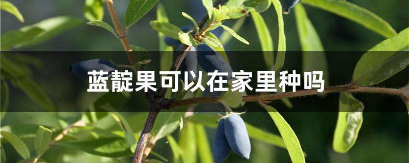 蓝靛果可以在家里种吗 蓝靛果可以在家里种吗