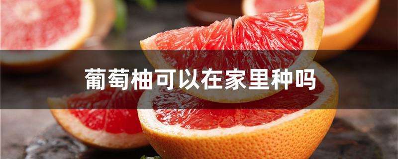 葡萄柚可以在家里种吗 葡萄柚可以在家里种吗
