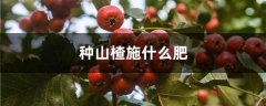 种山楂施什么肥