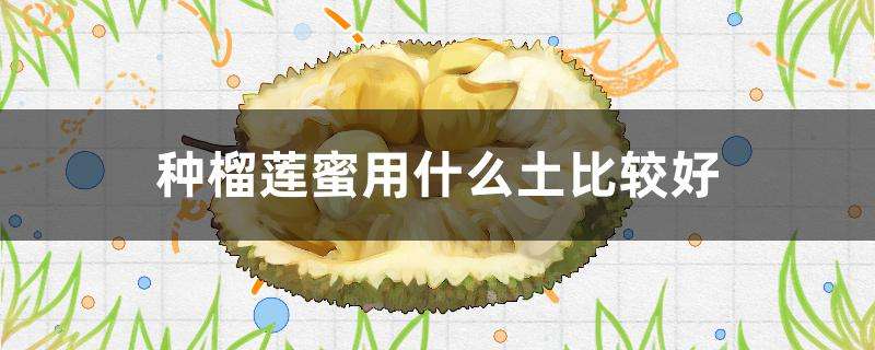 种榴莲蜜用什么土比较好 种榴莲蜜用什么土比较好