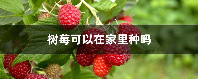 树莓可以在家里种吗 树莓可以在家里种吗