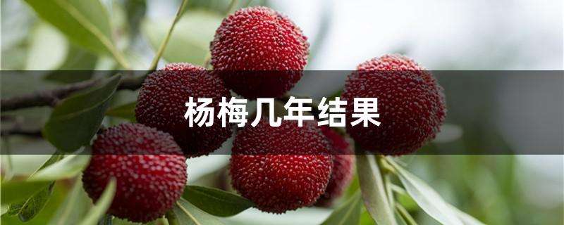 杨梅几年结果 杨梅几年结果