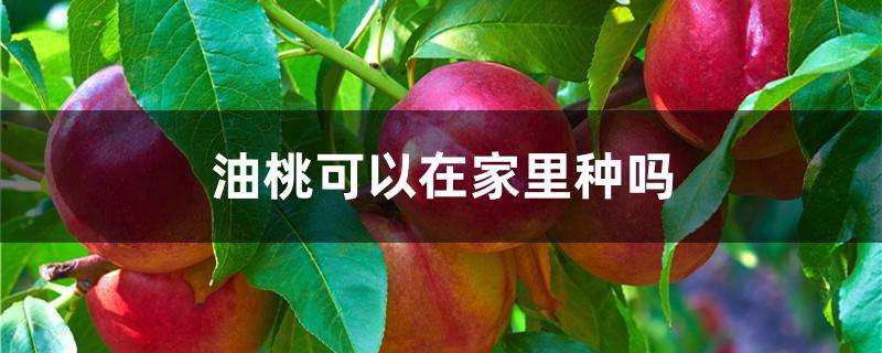 油桃可以在家里种吗 油桃可以在家里种吗