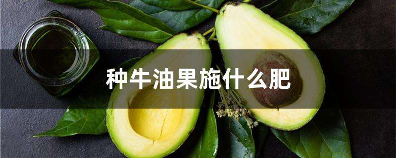 种牛油果施什么肥 种牛油果施什么肥