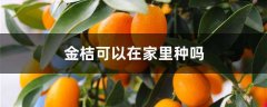 金桔可以在家里种吗