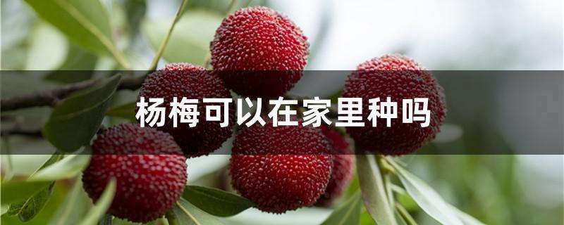 杨梅可以在家里种吗 杨梅可以在家里种吗