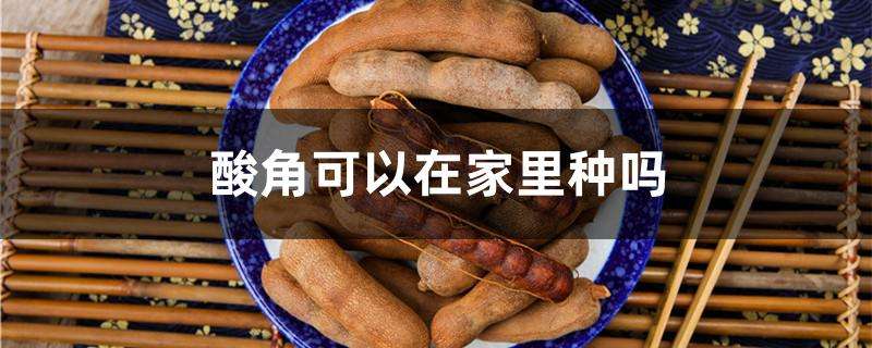 酸角可以在家里种吗 酸角可以在家里种吗