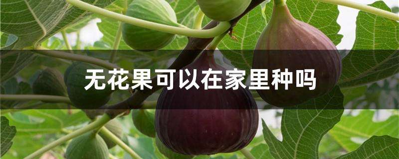 无花果可以在家里种吗 无花果可以在家里种吗