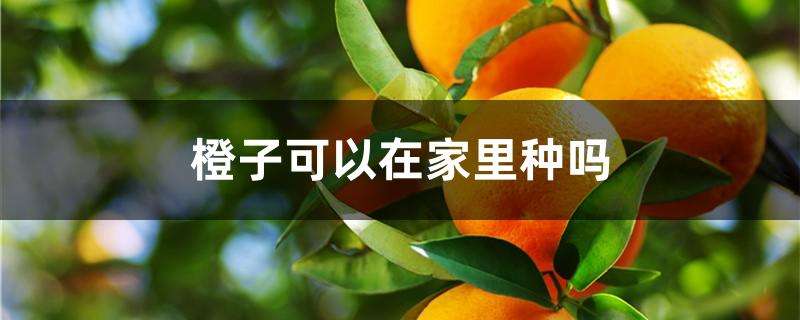 橙子可以在家里种吗 橙子可以在家里种吗