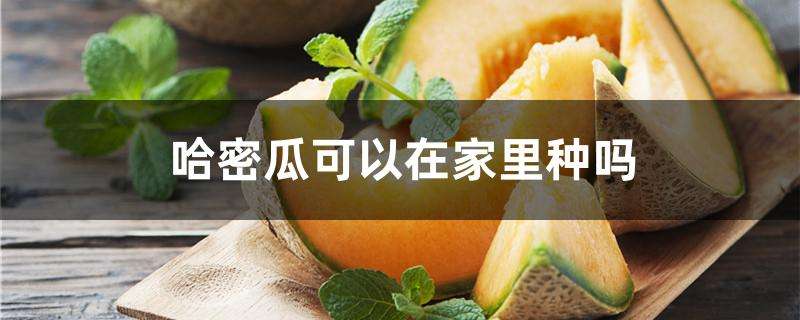 哈密瓜可以在家里种吗 哈密瓜可以在家里种吗