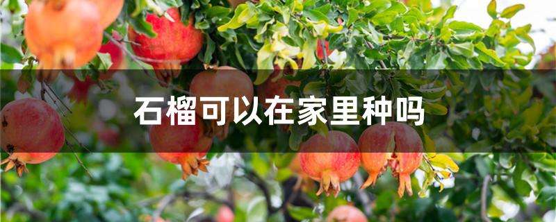 石榴可以在家里种吗 石榴可以在家里种吗