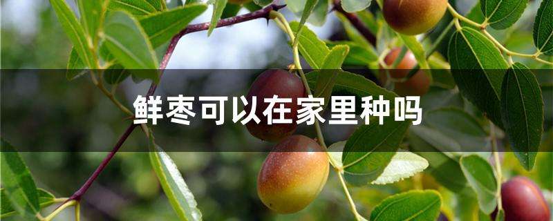 鲜枣可以在家里种吗 鲜枣可以在家里种吗