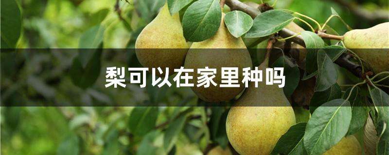 梨可以在家里种吗 梨可以在家里种吗