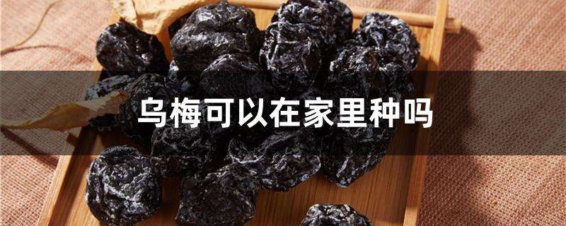 乌梅可以在家里种吗 乌梅可以在家里种吗