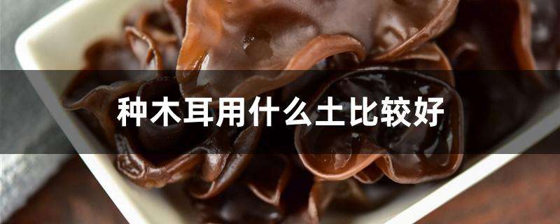 种木耳用什么土比较好 种木耳用什么土比较好