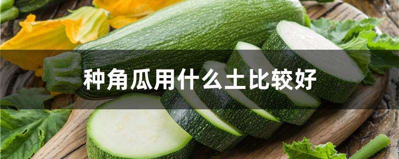 种角瓜用什么土比较好 种角瓜用什么土比较好