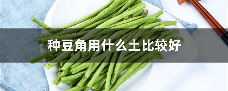 种豆角用什么土比较好 种豆角用什么土比较好