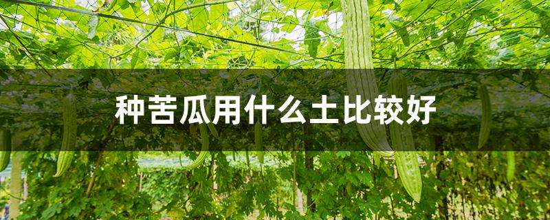 种苦瓜用什么土比较好 种苦瓜用什么土比较好