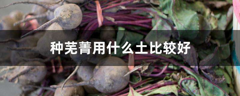 种芜菁用什么土比较好 种芜菁用什么土比较好