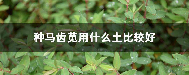 种马齿苋用什么土比较好 种马齿苋用什么土比较好