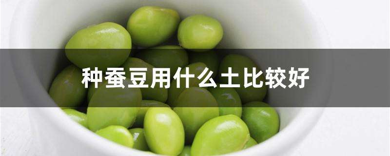 种蚕豆用什么土比较好 种蚕豆用什么土比较好