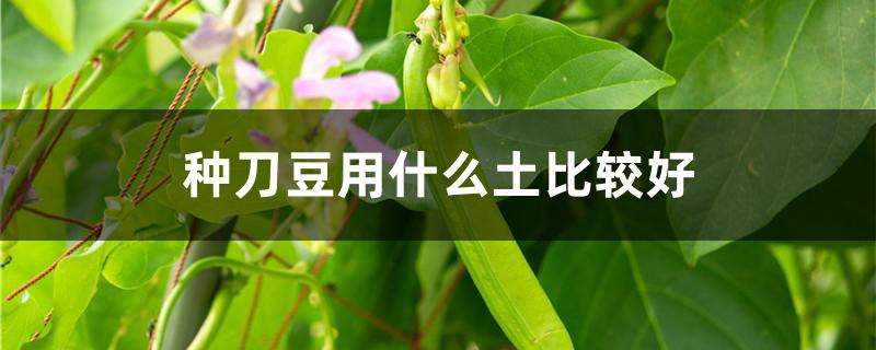 种刀豆用什么土比较好 种刀豆用什么土比较好