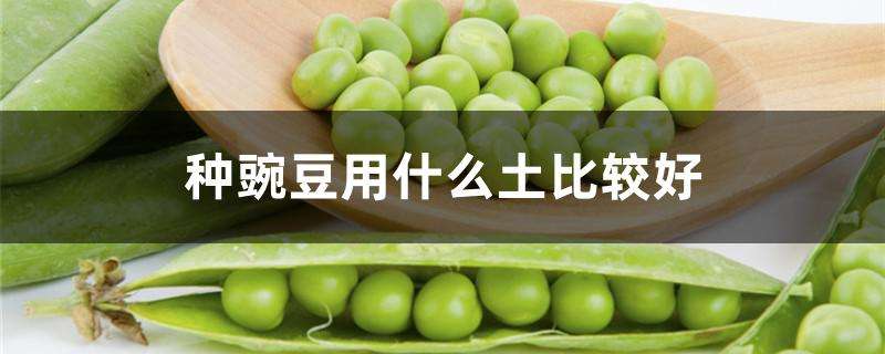 种豌豆用什么土比较好 种豌豆用什么土比较好