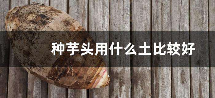 种芋头用什么土比较好 种芋头用什么土比较好