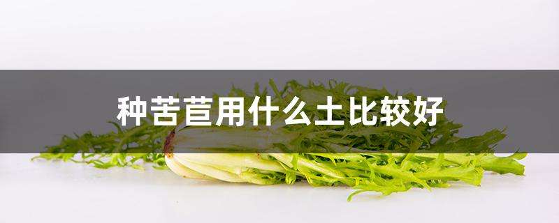 种苦苣用什么土比较好 种苦苣用什么土比较好