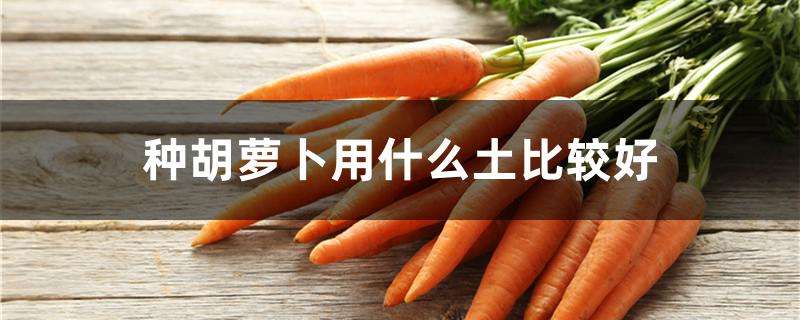 种胡萝卜用什么土比较好 种胡萝卜用什么土比较好