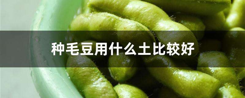 种毛豆用什么土比较好 种毛豆用什么土比较好