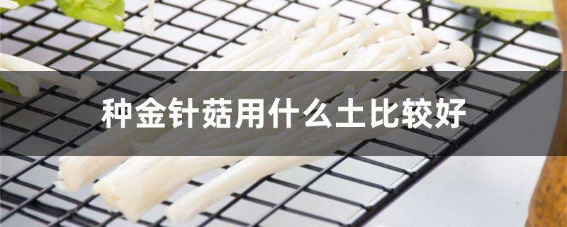 种金针菇用什么土比较好 种金针菇用什么土比较好