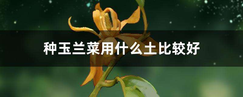 种玉兰菜用什么土比较好 种玉兰菜用什么土比较好
