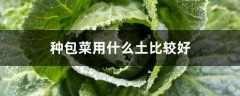 种包菜用什么土比较好