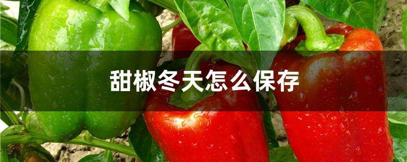 甜椒冬天怎么保存 甜椒冬天怎么保存