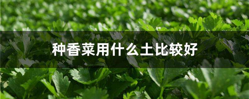 种香菜用什么土比较好 种香菜用什么土比较好