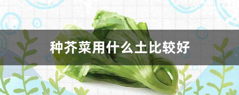 种芥菜用什么土比较好 种芥菜用什么土比较好