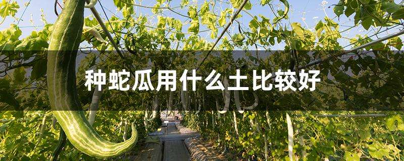 种蛇瓜用什么土比较好 种蛇瓜用什么土比较好